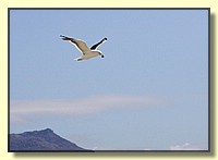 CLICK to enlarge image # 105