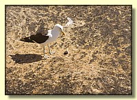 CLICK to enlarge image # 112