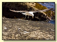 CLICK to enlarge image # 111