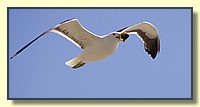 CLICK to enlarge image # 104
