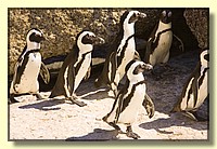 CLICK to enlarge image # 116