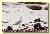 CLICK to enlarge image # 130