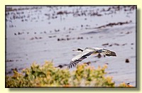 CLICK to enlarge image # 138