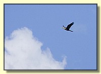 CLICK to enlarge image # 148