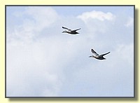 CLICK to enlarge image # 149