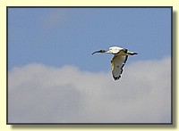 CLICK to enlarge image # 154