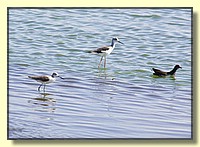 CLICK to enlarge image # 159