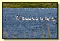 CLICK to enlarge image # 161