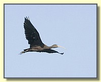 CLICK to enlarge image # 166