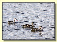 CLICK to enlarge image # 167