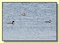 CLICK to enlarge image # 168