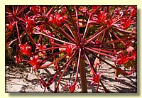CLICK to enlarge image # 178