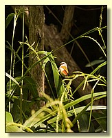 CLICK to enlarge image # 185