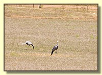 CLICK to enlarge image # 207