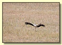 CLICK to enlarge image # 209