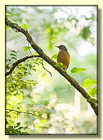 CLICK to enlarge image # 213