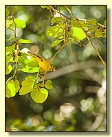 CLICK to enlarge image # 214