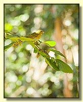 CLICK to enlarge image # 215