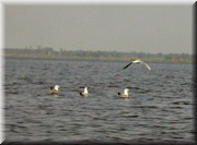 CLICK to enlarge image

Image ID: DSCN7534