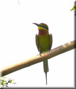 CLICK to enlarge image

Image ID: DSCN7555