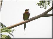 CLICK to enlarge image

Image ID: DSCN7557