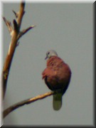CLICK to enlarge image

Image ID: DSCN7567