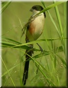 CLICK to enlarge image

Image ID: DSCN7594