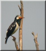 CLICK to enlarge image

Image ID: DSCN7599