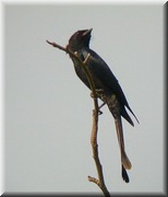 CLICK to enlarge image

Image ID: DSCN7602