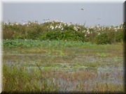 CLICK to enlarge image

Image ID: DSCN7617