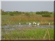 CLICK to enlarge image

Image ID: DSCN7618