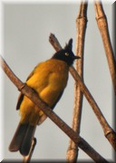 CLICK to enlarge image

Image ID: DSCN7651