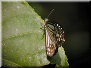 CLICK to enlarge image

Image ID: DSCN7660