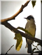 CLICK to enlarge image

Image ID: DSCN7690
