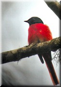 CLICK to enlarge image

Image ID: DSCN7707