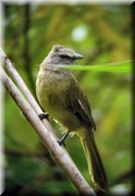 CLICK to enlarge image

Image ID: DSCN7718