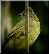 CLICK to enlarge image

Image ID: DSCN7724