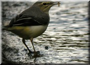 CLICK to enlarge image

Image ID: DSCN7733