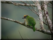 CLICK to enlarge image

Image ID: DSCN7764