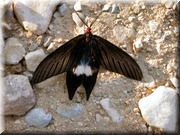 CLICK to enlarge image

Image ID: DSCN7780