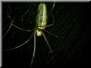CLICK to enlarge image

Image ID: DSCN7785