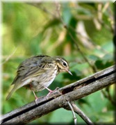 CLICK to enlarge image

Image ID: DSCN7792