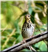CLICK to enlarge image

Image ID: DSCN7794