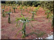 CLICK to enlarge image

Image ID: DSCN7864