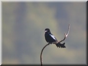 CLICK to enlarge image

Image ID: DSCN7973