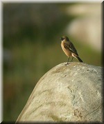 CLICK to enlarge image

Image ID: DSCN8056