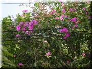 CLICK to enlarge image

Image ID: DSCN8073