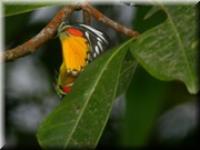 CLICK to enlarge image

Image ID: DSCN8087