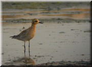 CLICK to enlarge image

Image ID: DSCN8167