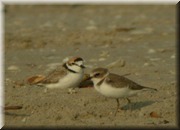 CLICK to enlarge image

Image ID: DSCN8225